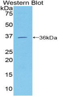 40506