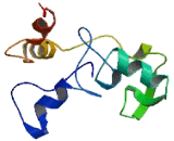 Ring Finger Protein 208 (RNF208)