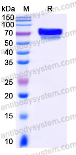 AHB95803, SDS-PAGE