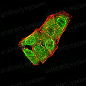 Валидация IF - AntibodySystem RHJ55105
