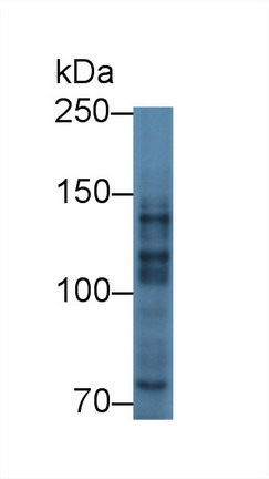 8762