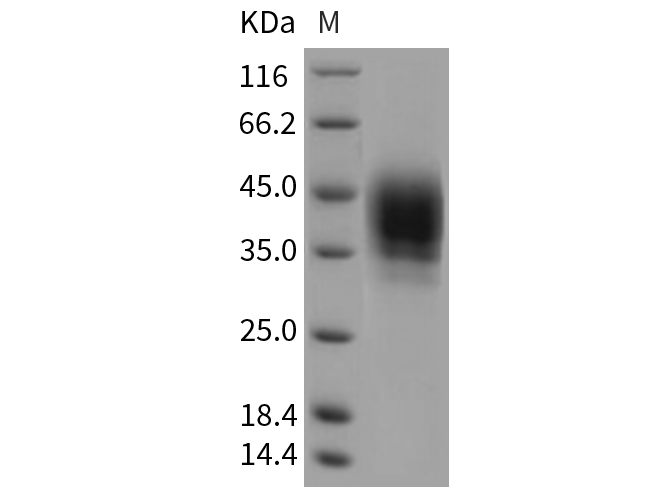 Валидация Elabscience PKSR030258(5611)