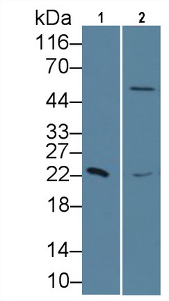 10677