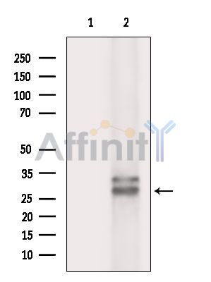 Валидация Affinity DF14376 - 10296
