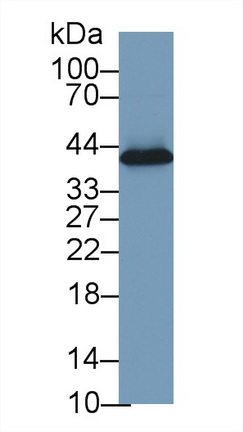 13123
