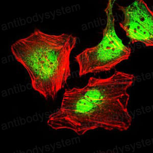 Валидация IF - AntibodySystem RHC99506