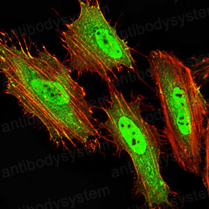 Валидация IF - AntibodySystem RHE14901