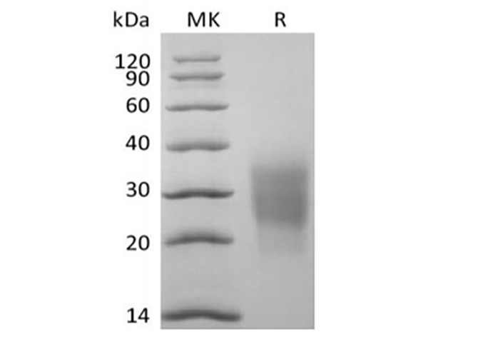 Валидация Elabscience PKSQ050115(5484)