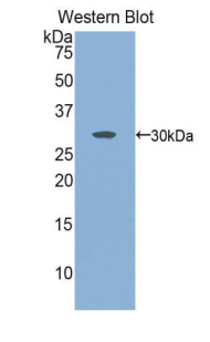 40207
