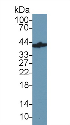 13823