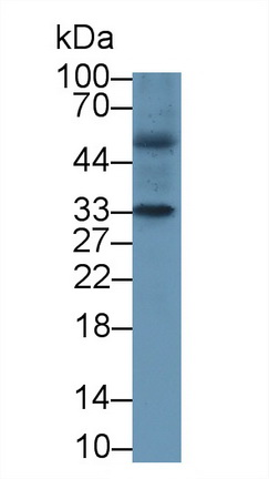 55164