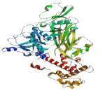 Calpain 2, Large Subunit (CAPN2)