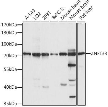 Валидация Elabscience E-AB-91264