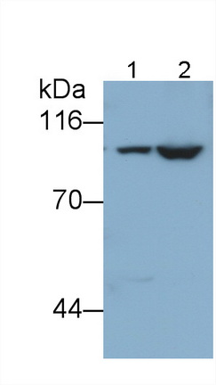 6249