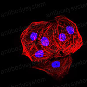 Валидация IF - AntibodySystem RHK57201 (1539)