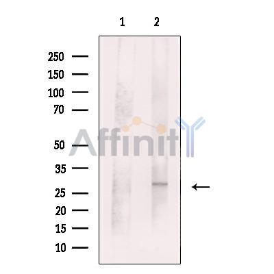 Валидация Affinity DF13532 - 8949