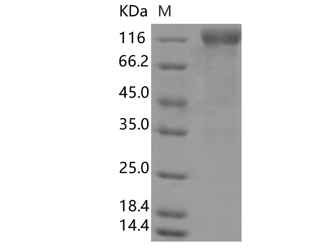 Валидация Elabscience PKSV030395(6130)