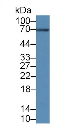 9084