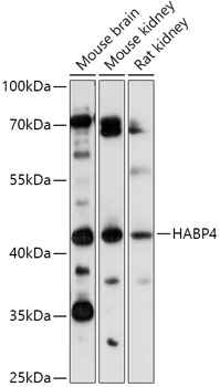 Валидация Elabscience E-AB-91848