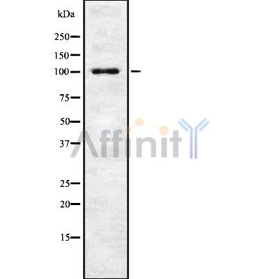 Валидация Affinity DF8340 - 20192