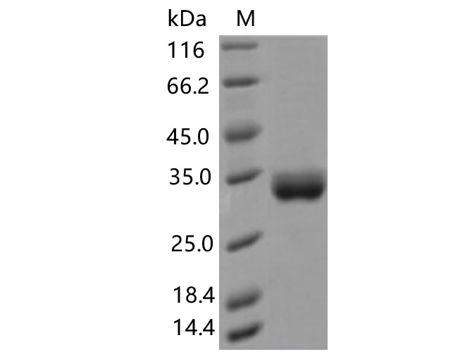 Валидация Elabscience PKSV030445(6169)