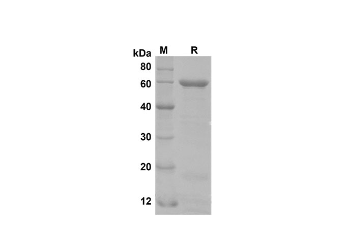 Валидация Elabscience PDEH100609(121)