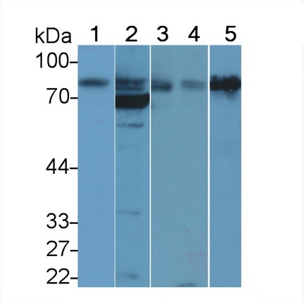 20465