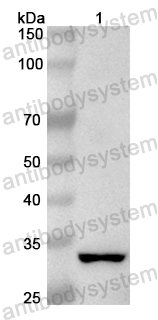 Валидация AntibodySystem PHB70801