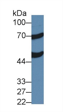 8683