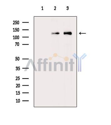 Валидация Affinity DF14570 - 10570