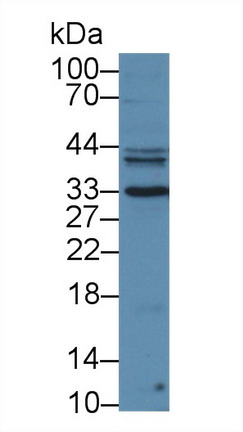 8367