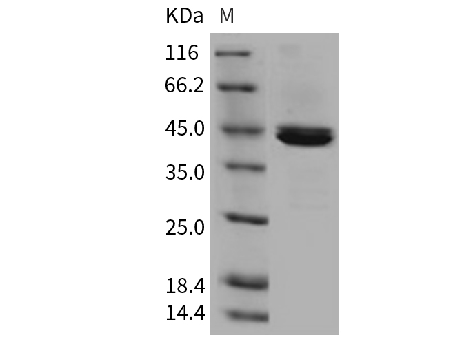 Валидация Elabscience PKSM040708(4685)