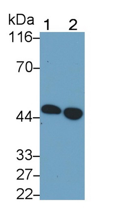 51187