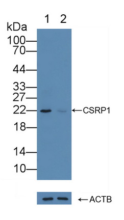 12173