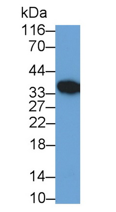 23085