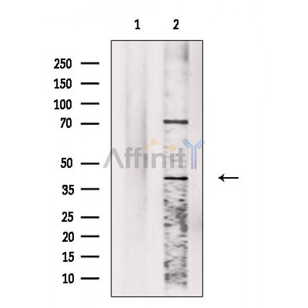 Валидация Affinity DF2724 - 13448