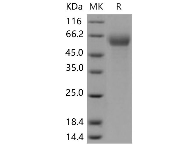 Валидация Elabscience PKSM040664(4647)