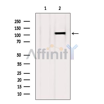 Валидация Affinity AF5246 - 2741