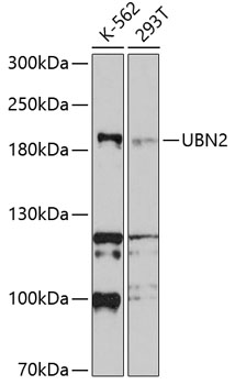 Валидация Elabscience E-AB-90196