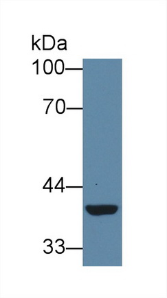 28874