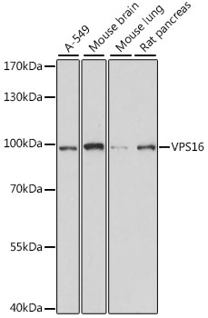 Валидация Elabscience E-AB-66615