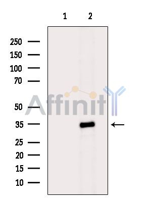 Валидация Affinity DF5094 - 17021