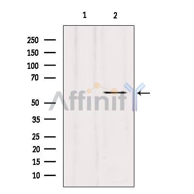 Валидация Affinity DF7339 - 19044