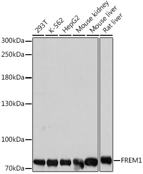 Валидация Elabscience E-AB-66871