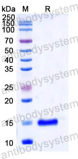 Валидация SDS-PAGE - AntibodySystem RHC93401