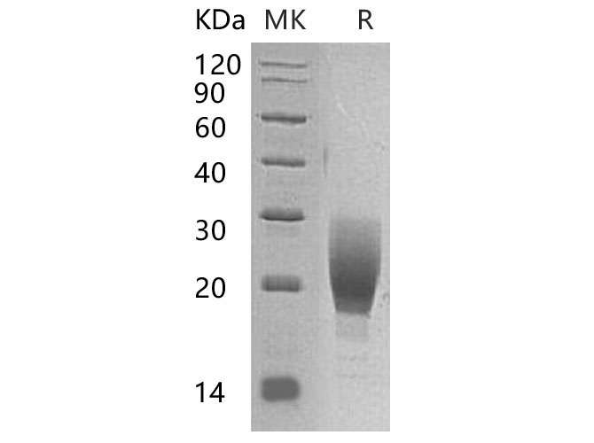 Валидация Elabscience PKSM041047(4974)