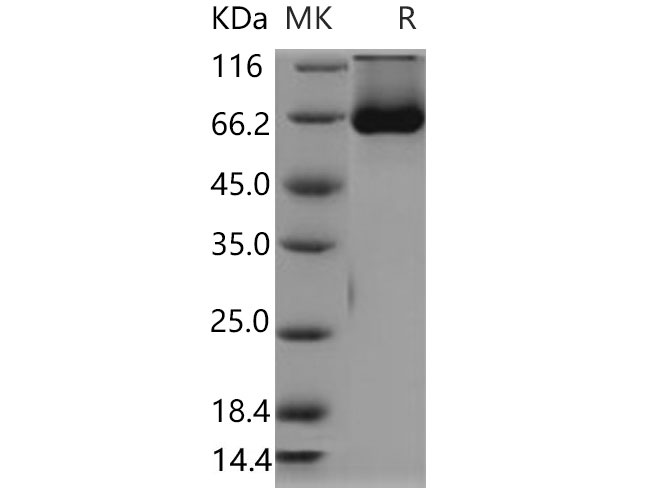 Валидация Elabscience PKSM040671(4653)