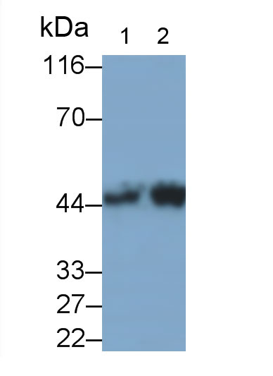 30848