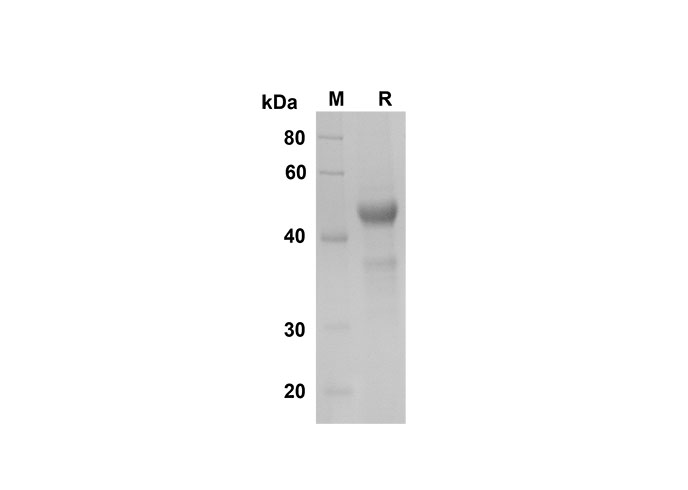 Валидация Elabscience PDMH100322(934)