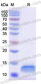 Валидация AntibodySystem YHF38601